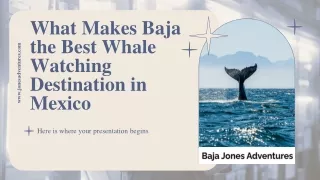 What Makes Baja the Best Whale Watching Destination in Mexico