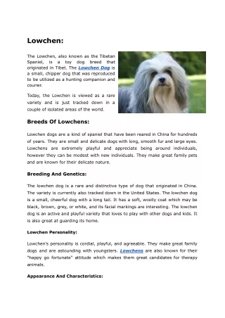 Lowchen Dog Breed Information And History