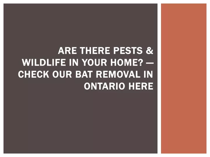 are there pests wildlife in your home check our bat removal in ontario here
