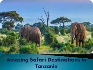 Amazing Safari Destinations in Tanzania