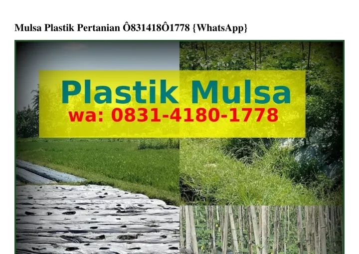 mulsa plastik pertanian 831418 1778 whatsapp