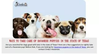 Ways to Take Care of Havanese puppies in the state of Texas