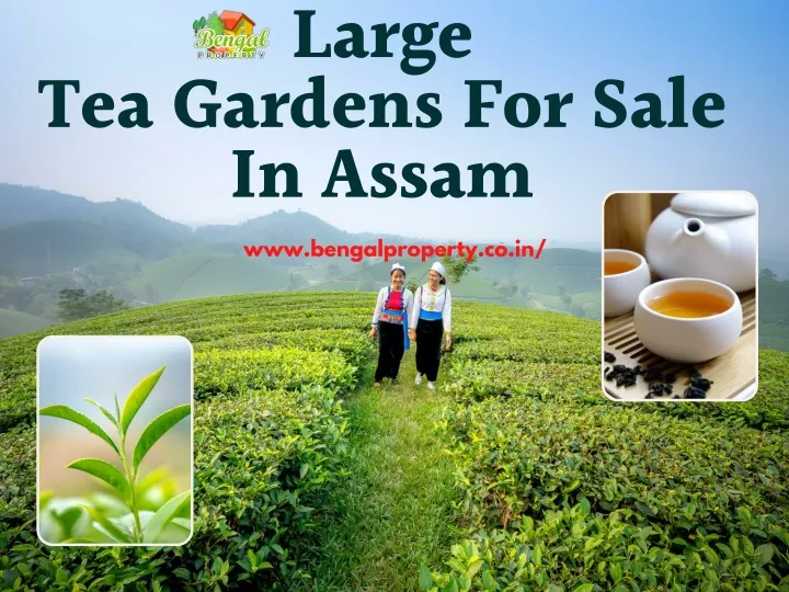 large tea gardens for sale in assam