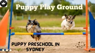 Puppy Preschool Sydney- Puppy Play Ground