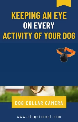 dog collar camera