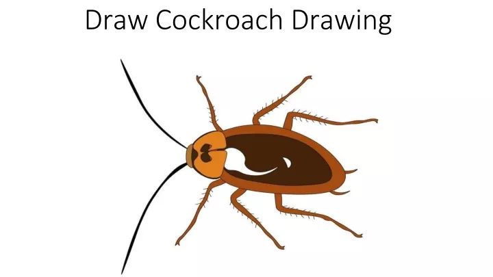 draw cockroach drawing