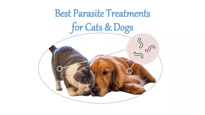 best parasite treatments for cats dogs