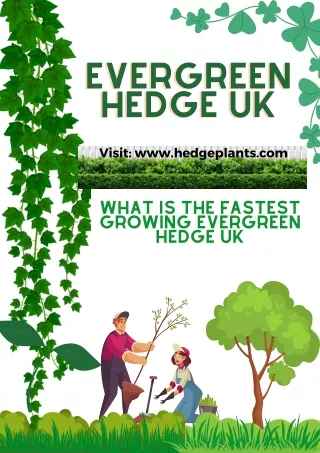 What is the fastest growing evergreen hedge UK