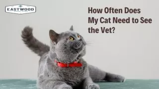 How Often Does My Cat Need to See the Vet?