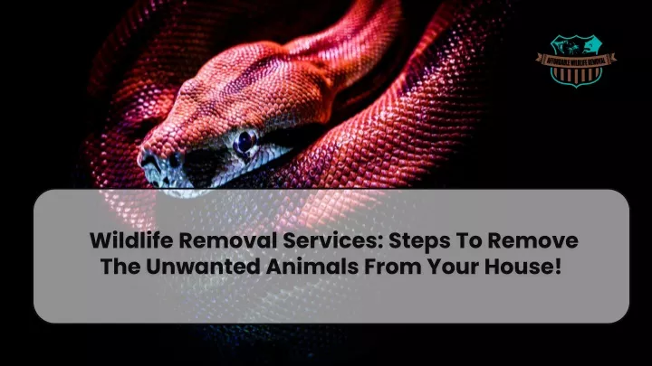 wildlife removal services steps to remove the unwanted animals from your house