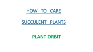 HOW   TO   CARE  SUCCULENTS PLANT