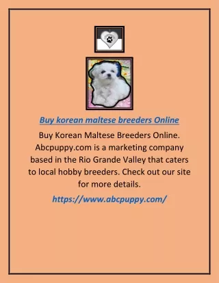 Buy Korean Maltese Breeders Online | Abcpuppy.com
