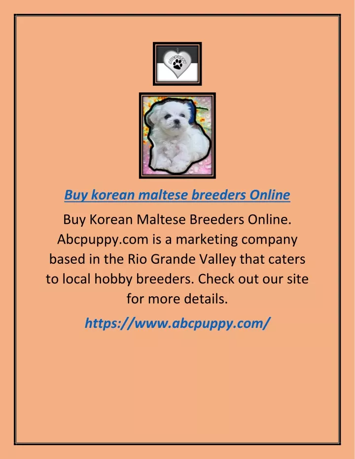 buy korean maltese breeders online