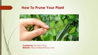 How to Prune your Plant