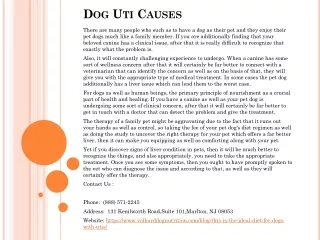 Dog Uti Causes