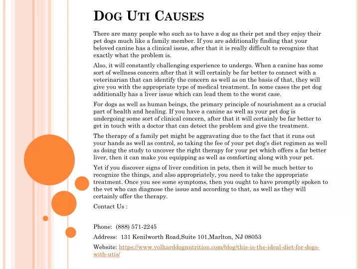 dog uti causes