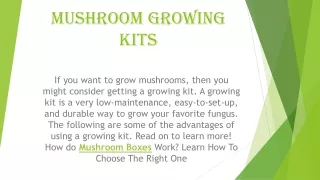 mushroom growing kits