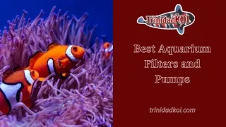 Best Aquarium Filters and Pumps