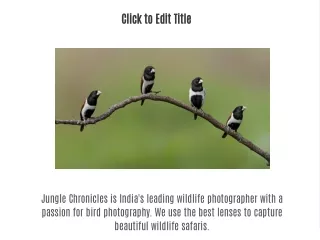 Best travel photographer in India - Jungle chronicles