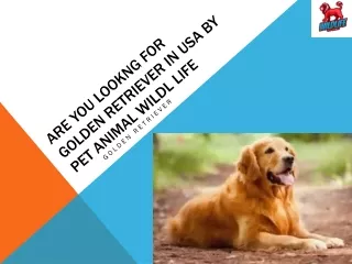 Are you looking for Golden Retriever in USA by Pet Animal Wildl Life