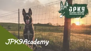 A Leading Dog Training Academy in Los Angeles