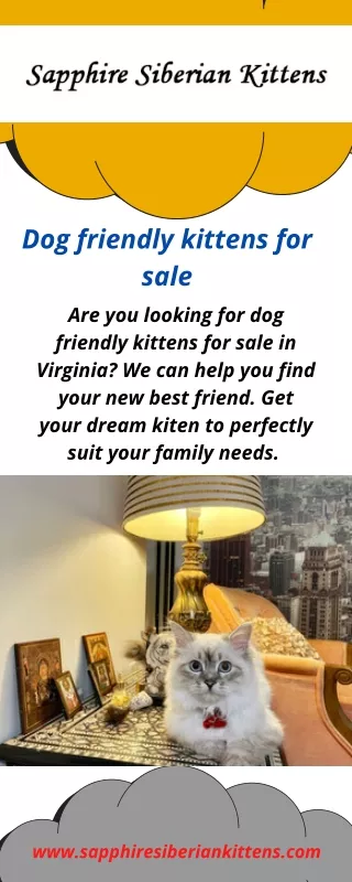 Dog friendly kittens for sale