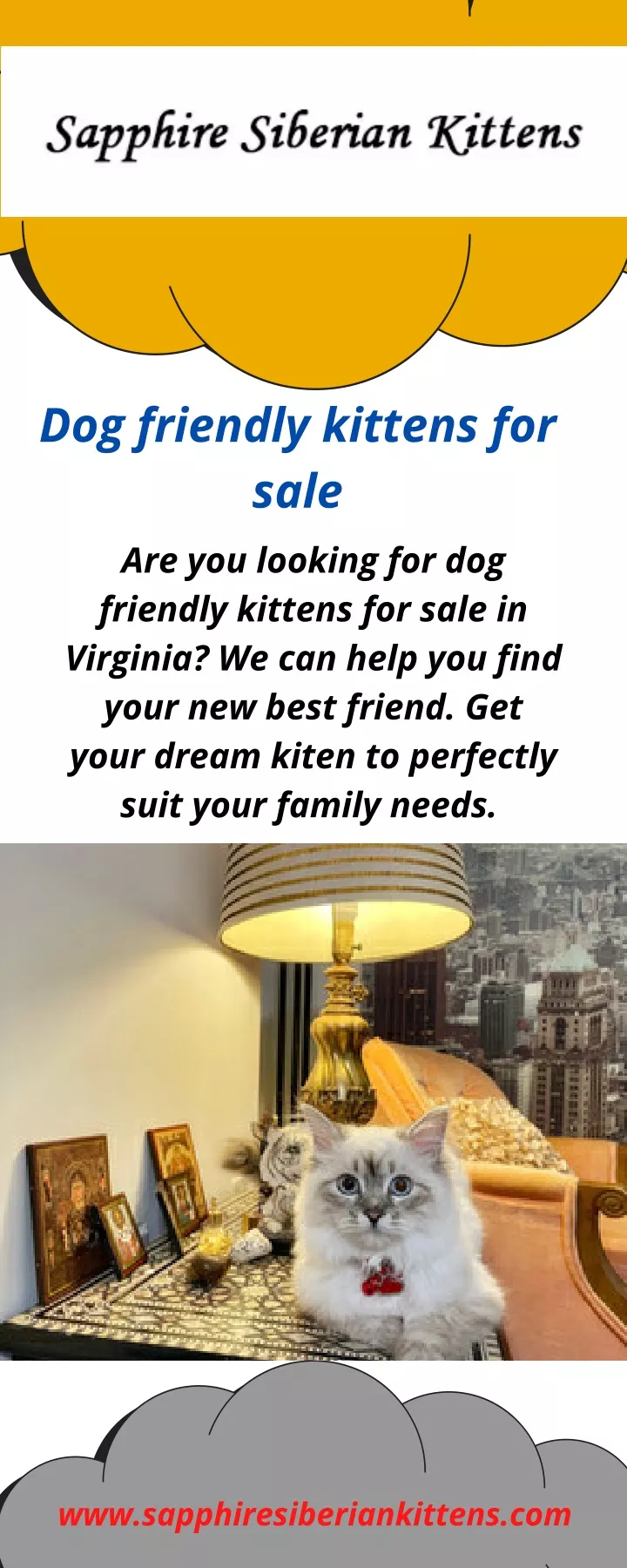 dog friendly kittens for sale are you looking