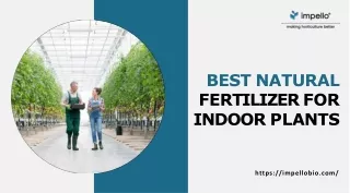 A Guide You Must Read to Choose The Best Organic Fertilizer for Indoor Plants