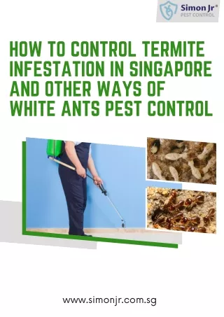 How To Control Termite Infestation in Singapore