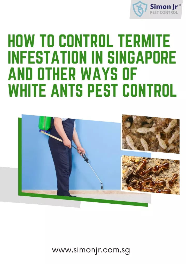 how to control termite infestation in singapore