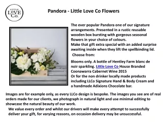 Orchid Plant - LUXE - Little Love Co Flowers