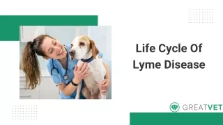 life cycle of lyme disease