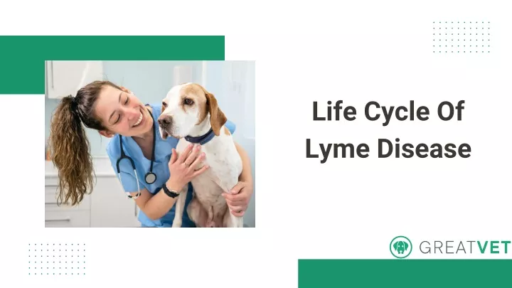 life cycle of lyme disease