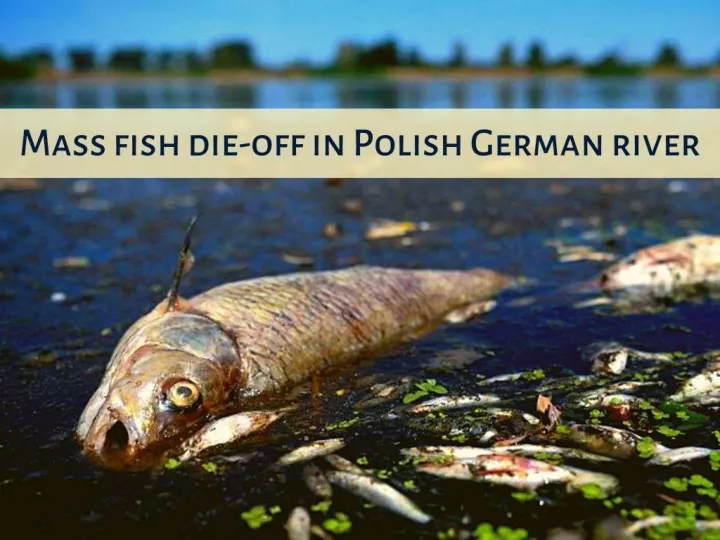 mass fish die off in polish german river