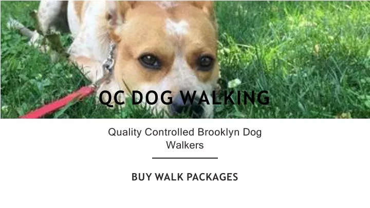 qc dog walking