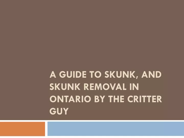 a guide to skunk and skunk removal in ontario by the critter guy