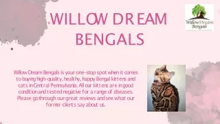 Find Affordable Bengal Kittens For Sale In Pennsylvania  Willow Dream Bengals
