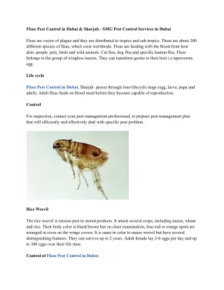 Fleas Pest Control in Dubai & Sharjah - SMG Pest Control Services in Dubai