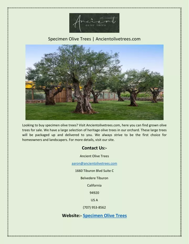 specimen olive trees ancientolivetrees com