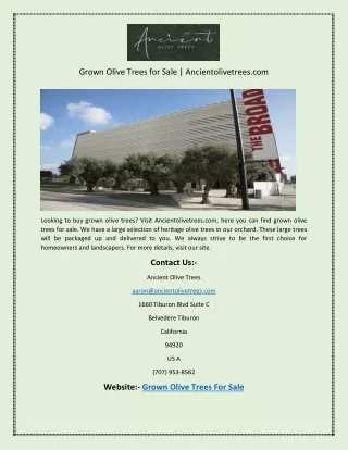 Grown Olive Trees for Sale | Ancientolivetrees.com