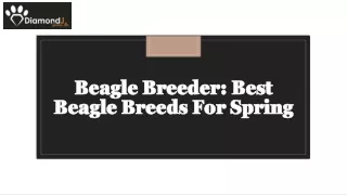 Beagle Breeder: Best Beagle Breeds For Spring