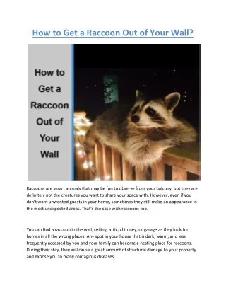 How to Get a Raccoon Out of Your Wall