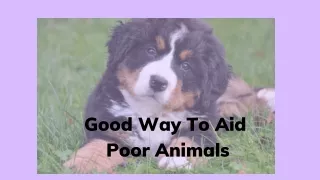 Good Approach To Help Needy Animals