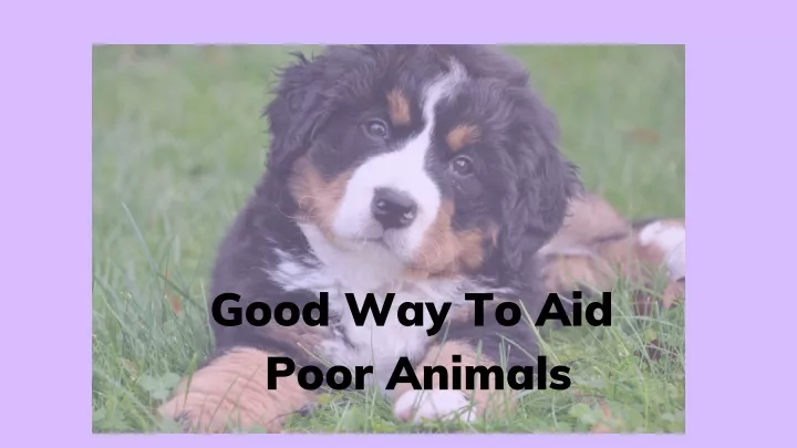 good way to aid poor animals
