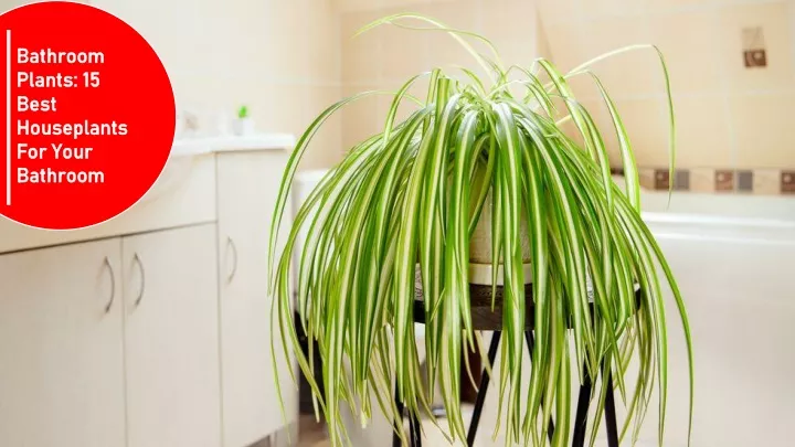 bathroom bathroom plants 15 plants 15 best best