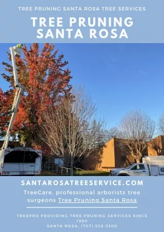 Tree Pruning Santa Rosa