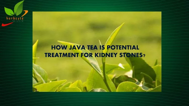 how java tea is potential treatment for kidney