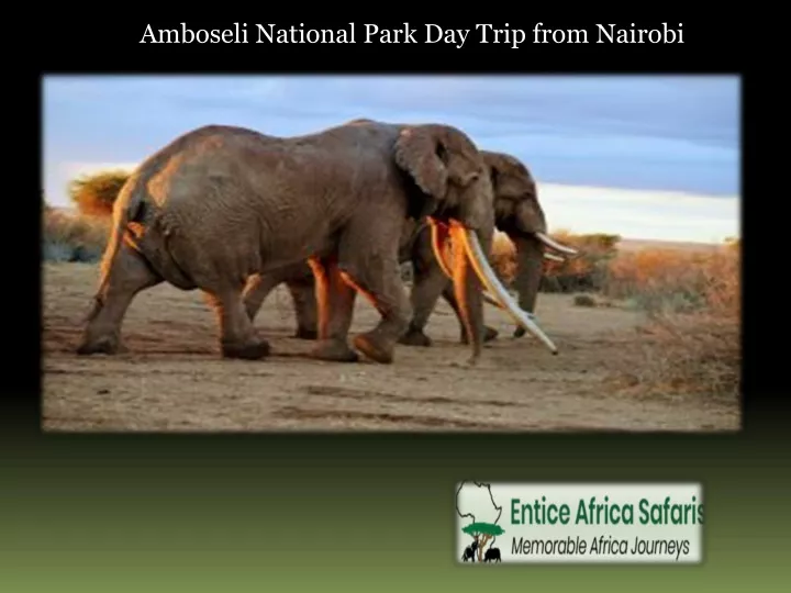 amboseli national park day trip from nairobi