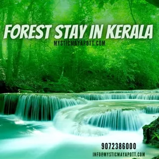 Forest Stay In Kerala | Mystic Mayapott