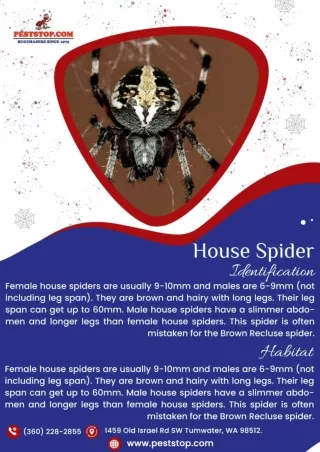 Olympia Spider Control